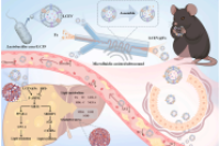 融合AI筛选与微流控超声组装！载岩藻黄素益生菌胞外囊泡，靶向缓解饮食诱导肥胖