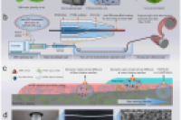 《Adv. Funct. Mater.》：受蚕丝启发！序列交互式纤维-微流控技术制造超韧纳米皮肤纤维