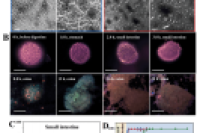 可生物降解分层微球靶向递送姜黄素，增强结肠炎治疗效果