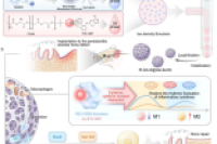 靶向REV-ERB的多孔载药微球！调节炎性细胞因子波动，促进牙周骨再生