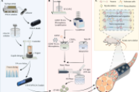 静电纺丝 + 微流控！载GDNF复合微球增强的取向多孔神经导管，用于周围神经再生