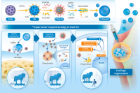 受“特洛伊木马”启发！基于微流控技术构筑时空可控药物递送系统，促进软骨再生
