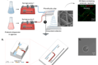 微流控 + 静电纺丝！制备载有活性益生菌的纤维基质，用于伤口感染治疗