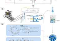 Food Hydrocoll.：基于无量纲分析的形态可调微胶囊微流控制备研究