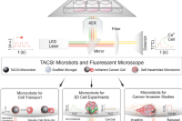微流控赋能软体微型机器人制造：实现单细胞转运、球体组装及双模药物筛选