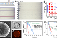 新型无溶剂策略！深圳大学团队开发“仿生出芽”微胶囊，增强肠道滞留