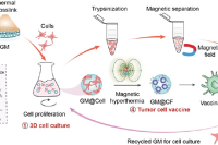 基于磁性微载体的全肿瘤细胞疫苗，用于肿瘤预防和免疫治疗