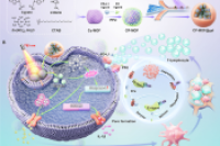 功能化光免疫水凝胶微球，实现骨肉瘤“由内而外”根除