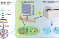 小小颗粒模型复刻出心内膜和心肌层！药物心脏毒性研究新利器