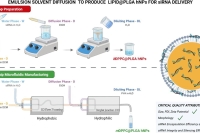 传统方法的新生！双芯片微流控平台，用于载siRNA脂质@PLGA纳米颗粒可扩展生产