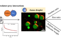 受捕食者-猎物相互作用启发制备食品级Janus液滴