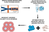基于微流控技术制备GelMA微凝胶，用于创建反极性HT29球体