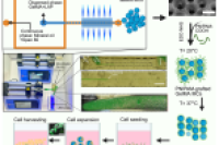酶用量减少10倍，脱附更温和！BrushGel温敏微载体赋能细胞规模化培养
