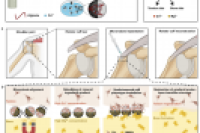 基于气体剪切微流控平台制造磁性Janus水凝胶微型机器人，用于肌腱-骨骼界面再生