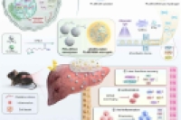 多功能纳米酶+载细胞微凝胶！新型生物活性dECM平台，破解急性肝衰竭治疗难题