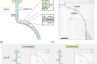 微流控气泡触发策略实现双水相微胶囊高通量制备