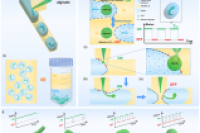液-液界面微流控数字快门，实现多形态水凝胶微纤维精准制备