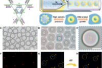 微流控技术助力3D DNA晶体精确自组装
