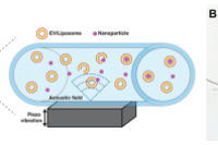 声学微流控技术助力纳米颗粒-囊泡混合物的高效制备