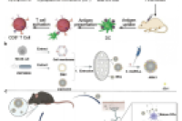 细胞膜仿生纳米粒的工程化变革：从杂化策略创新到微流控技术驱动的精准制备