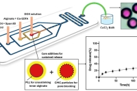 微流控技术制备可调水核-海藻酸盐壳微粒，用于阿霉素包封和持续释放