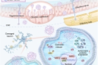臭蛙凝集素修饰脂质纳米颗粒经鼻入脑，多靶点协同治疗阿尔茨海默病