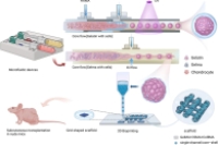 微流控 + 3D生物打印！构建双相复合支架，促进耳廓软骨再生