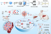微流控制备多功能磁性微球，实现肝癌栓塞-磁热-免疫三重协同治疗