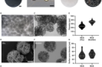 微流控冷冻凝胶微珠：一种可注射的模块化组织再生策略