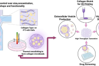 微流控高通量生成胶原蛋白微珠，用于细胞外囊泡制备和治疗递送