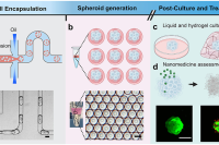 液滴微流控高通量生成肿瘤球体，用于siRNA纳米药物疗效评估