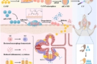 微流控技术制备口腔粘膜粘附纳米酶微球，靶向治疗口干症
