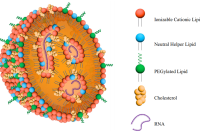 脂质纳米颗粒在药物递送中的应用、挑战与突破