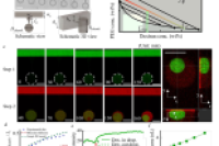 无油微流控新平台实现无膜水包水液滴可控生成与捕获