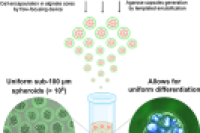 微尺度，大作为：微流控赋能脂肪细胞球规模化制备