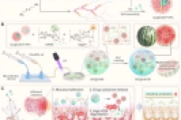 微流控技术制备“西瓜样”微/纳复合递药系统，多维度治疗溃疡性结肠炎