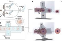 并行液滴微流控 + 机器学习，实现尺寸可控微环境中的单细胞表型分析