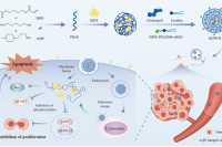 工程化脂质杂化纳米粒，用于SH2超亲体蛋白的靶向递送和乳腺癌治疗