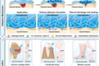 大鲵皮肤分泌物来源的强粘附水凝胶微球，实现湿组织高效修复